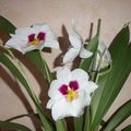 Miltonia