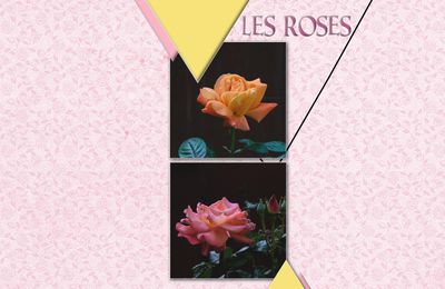 Les roses de Narbonne 