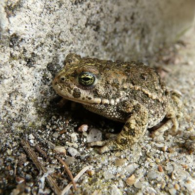 nouvel habitant