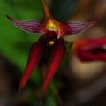 Bulbophyllum nymphopolitanum