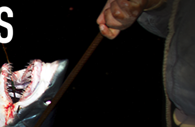 Massacre des requins au Pérou venez signer la pétition 