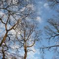 Ciel des arbres