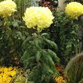 Exposition chrysanthème 1er novembre 2015 à Saint-Jean de Braye, quel jaune
