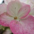 Hydrangea paniculata