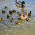 [Drôme] l'arrivée du printemps au Parc Jouvet