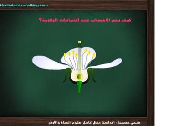 الاخصاب عند النبات الزهري