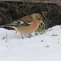 Pinsons des arbres dans la neige