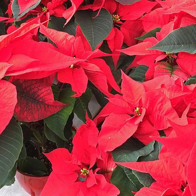 Le 12 décembre est la journée du poinsettia depuis 1851...