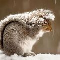 Squirrel in Snow