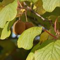 les kiwis du jardin