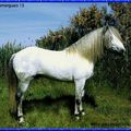 Camargue