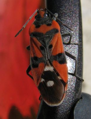 Lygaeus - Lygaeidae