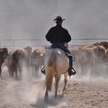 Team Penning