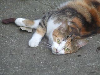 Et les 2 soeurs au pelage magnifique