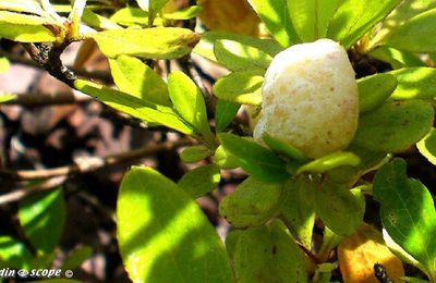 La Galle foliaire ou fausse cloque de l'azalée
