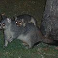 HERVEY BAY