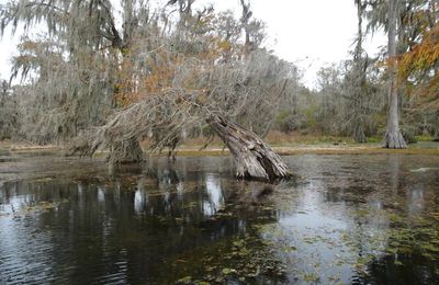 ROAD TRIP: LOUISIANA, a travers le Bayou, je vais vous y conduiiiiiiiire