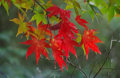 Choisir entre liberté et sécurité relationnelle