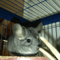 Chinchillas 