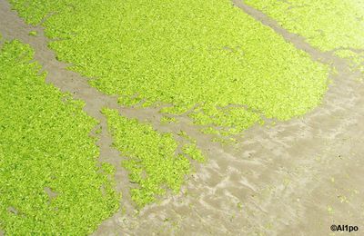 Les algues vertes
