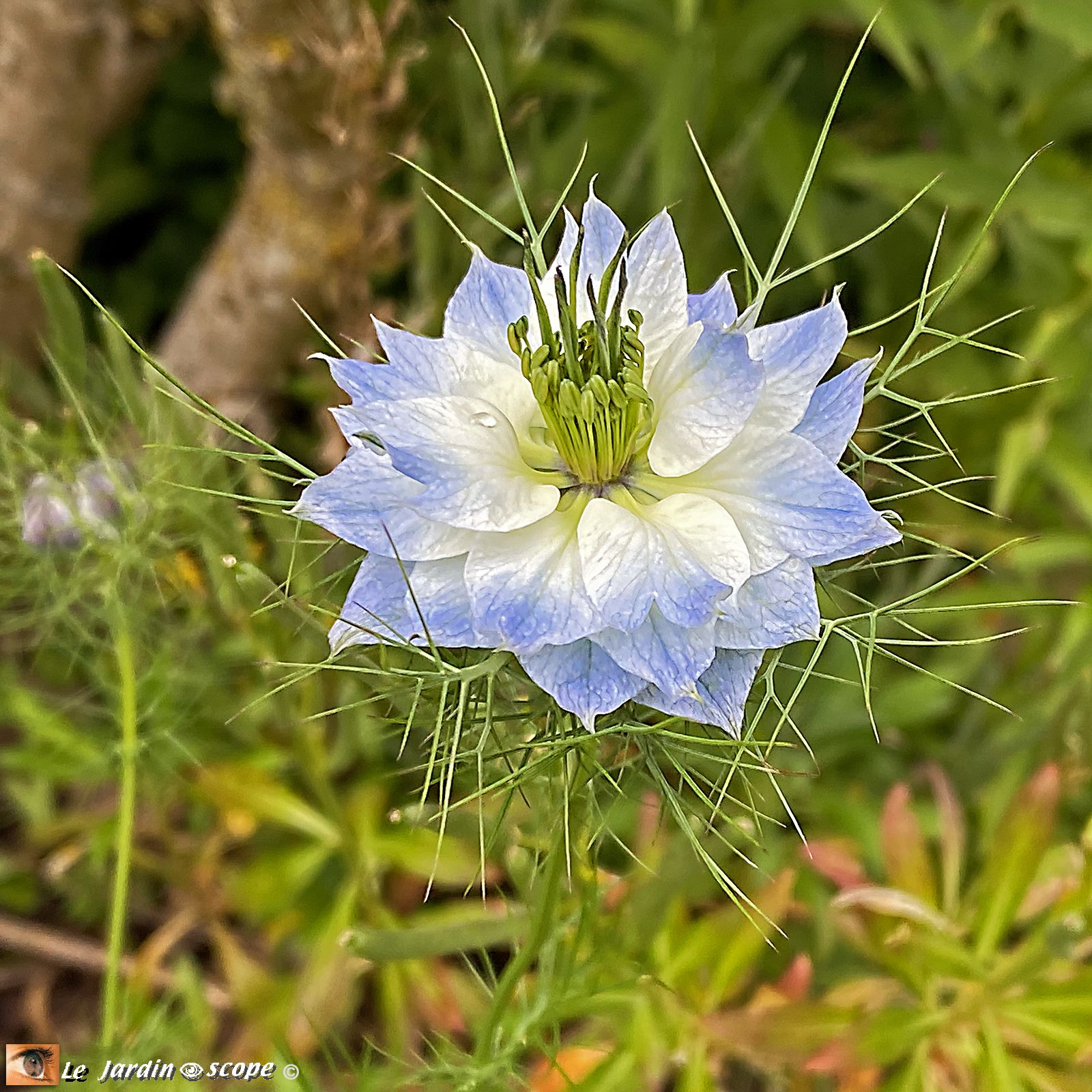 Nigelle de Damas • Nigella damascena 