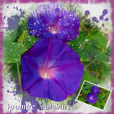Ipomée Volubilis 