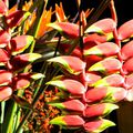 Fleurs tropicales toutes en couleurs