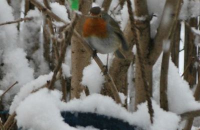 Deuxième vague de neige !! Les petits oiseaux ont