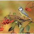 Comptage des oiseaux des jardins 