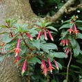 Fuchsia denticulata