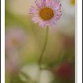 ERIGERON KARVINSKIANUS