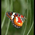 Papillon du papillorama
