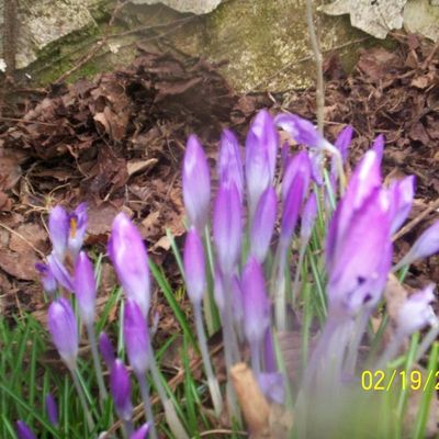 des crocus jolie comme tout