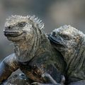 Une espèce endémique des Galapagos