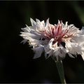 Rose et blanche