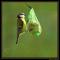 La petite mésange lors de son repas ..