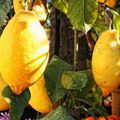 Le citron (citrus) est un produit miraculeux pour tuer les cellules cancéreuses