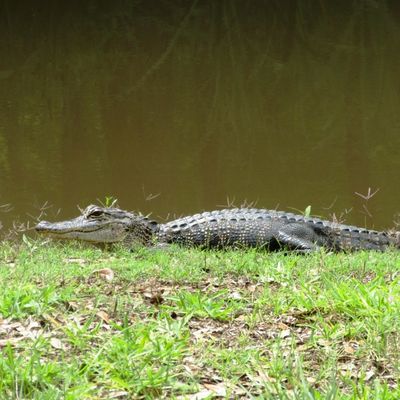 La nature en Louisiane
