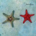 Echantillon d'étoiles de mer de la Baie des Citrons à Nouméa