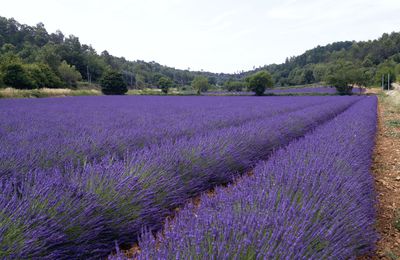 Voyage au pays des lavandes