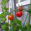 Récolte de tomates cerise