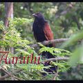 The Greater Coucal / Crow Pheasant 