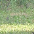 Première semaine de mai 2016 dans le Gers : pout-pout au soleil couchant