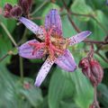 Tricyrtis lasiocarpa BSWJ 7013