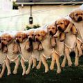 LES LABRADORS