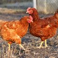 La Maman Poule d'Anne25, 21e inscrite