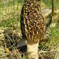 Morilles, cèpes et girolles... Séchés en mode gastronomique 