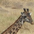 Girafes 6 - Afrique de l'Est