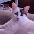 Chat perdu ce matin