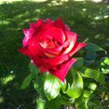 La vie en rose au jardin
